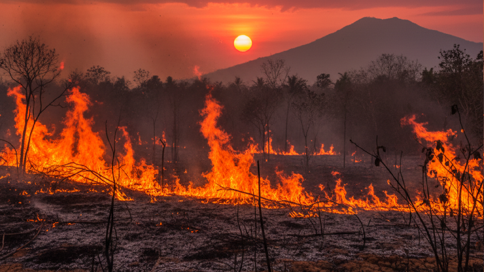 Imagem ilustrativa sobre Janeiro teve 4,3 mil focos de calor, aumento de 46% em relação a 2025